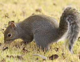 Eastern Gray Squirrel And Eastern Fox Squirrel Mdc