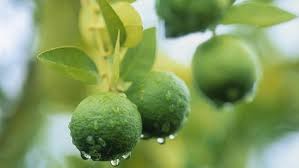 .obat perangsang buat istri, obat perangsang alami yang murah dan mudah di dapat cara membuat: Tips Menanam Jeruk Nipis Dalam Pot Di Rumah Tak Perlu Lahan Luas