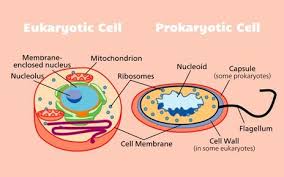 Maybe you would like to learn more about one of these? Specialization Animal Cells Mr Franklin S Science Lab