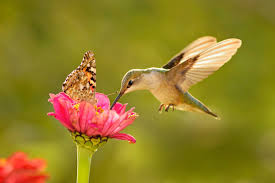 At that time, we didn't have any idea how to turn what seemed like a coincidence into a. Where Do Hummingbirds Migrate In Winter Birds And Blooms