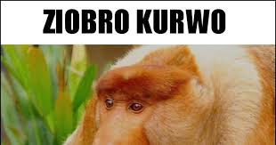 If there is a violation of the rules, please click the report button and leave a report, and also message the moderator team and report the problem. Ziobro Kurwo Memy Gify I Smieszne Obrazki Facebook Tapety Demotywatory Zdjecia