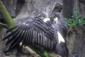 It has a white neck ruff. Endangered Animals 10 The White Rumped Vulture Steemit