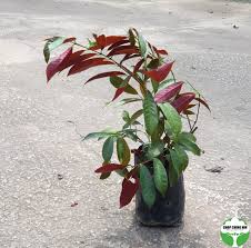 Image result for Excoecaria