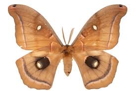 Image result for Nesaea polycephala