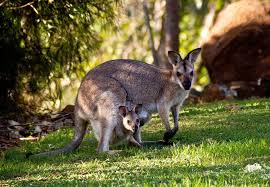 French legend michalak believes the french can beat any team. Wallabies Kangaroo Rednecked Free Photo On Pixabay