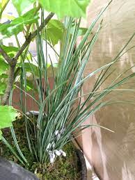 7 2 ジャノヒゲ 蛇の髭 別名リュウノヒゲ 龍の髭 キジカクシ科 ジャノヒゲ属 多年草 原産地は日本 東アジア 日本各地の林床などに自生 多年草 ジャノヒゲ リュウノヒゲ