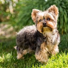 Zorka hat wenig interesse an spielzeug, die ihr bekannten menschen sind ihr wichtiger. Tierischer Held Yorkshire Terrier Rettet Madchen Vor Bewaffneten Einbrechern Gala De