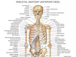 Risultati Immagini Per Human Body Names Body Bones Human Body Anatomy Human Body Diagram