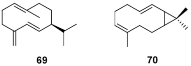Image result for Pseudognaphalium oligandrum