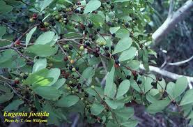 Image result for Eugenia malangensis