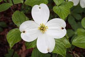 North Carolina State Flower Dogwood Tree Flower Dogwood Flowers Dogwood Trees