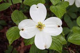 State flower of north carolina. North Carolina State Flower Dogwood Tree Flower Dogwood Flowers Dogwood Trees