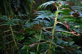 Image result for Urera