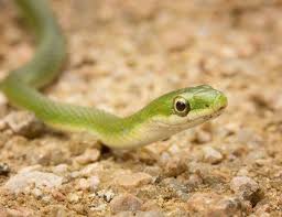 Finden sie die beste auswahl von schlangen für zuhause herstellern und beziehen sie billige und hohe qualitätschlangen für zuhause produkte für german den lautsprechermarkt bei alibaba.com Grune Schlangen Wie Man Ein Gluckliches Zuhause Fur Sein Haustier Schafft