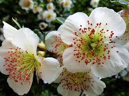 Find the perfect summer flowering plants stock photos and editorial news pictures from getty images. Eucryphia Trees And Shrubs Online