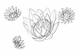 Come disegnare un loto una guida per principianti. Fiore Di Loto Disegno Novel Academy
