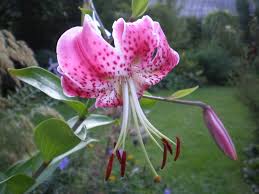 Lilium Speciosum Rubrum Japanese Red Lily Lily Seeds Lily Plants Lily Flower Seeds