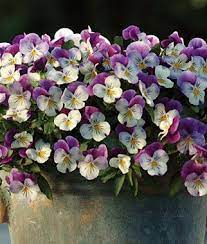 Hottest No Cost Pansies Hanging Basket Suggestions Pansies Are The Decorative Plants With Faces A New Cool Weather Bel Pansies Love Flowers Annual Flowers