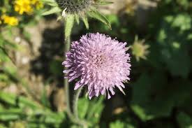 Image result for Dipsacaceae