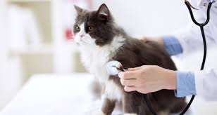 This supplement contains certified organic chamomile flower, thyme leaf, fennel seed, goldenseal root and wild crafted myrrh gum to maintain healthy gums and help fight gingivitis and other mouth infections. 6 Medical Emergencies In Cats That Should Be Addressed Asap Petcoach