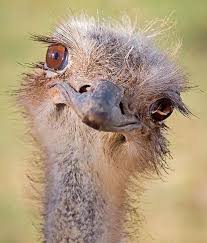 Pin Van Nolene Stow Op Pretty Grappige Dieren Schattige Dieren Dieren