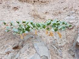 Image result for Zygophyllum cuneifolium