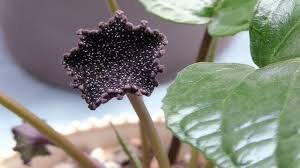 Image result for Dorstenia