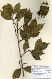 Image result for Trilepisium madagascariense