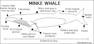 minke whale