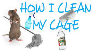 How I Clean My Rat Cage | Rattiepedia: Episode 18 - Youtube