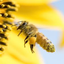 They appear before the last snows thaw. Bringbackthebees Our Mission To Save The Bees Cheerios