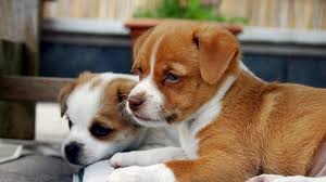 Maybe you would like to learn more about one of these? Pitbull Puppies The Robust Obedient Loyal Dog Breed Facts Petmoo