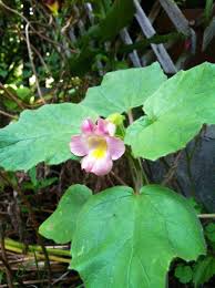 Image result for Pedaliaceae