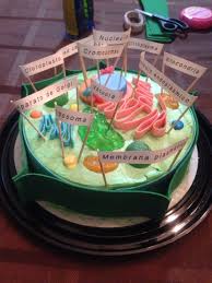 20 Plant Cell Model Ideas Your Students Find Them Interesting Goruntuler Ile Hucre Modeli Biyoloji Bilim Projeleri