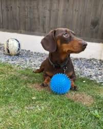 The miniature dachshund greatly enjoys interacting with humans and is quite friendly and outgoing at home. 5 Best Dachshund Breeders In California 2021 We Love Doodles