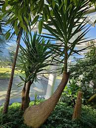 Image result for Yucca gigantea