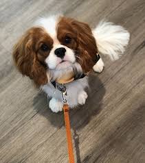 Cavalier king charles for sale in california. Home