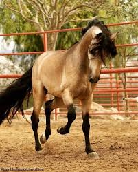 gambler buckskin andalusian stallion josie croasmun buckskin horse most beautiful horses beautiful horses