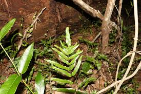 Image result for Lindsaea ensifolia