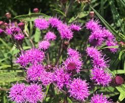 Image result for Vernonia lasiopus