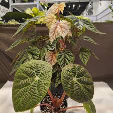 Image result for Begonia fusialata