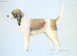 Image result for velký vendéeský hrubosrstý honič