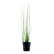 Image result for Eleocharis retroflexa