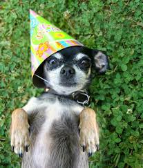 Cone hats feature a white background filled with pastel paw prints. Yes I Celebrate My Dog S Birthday No I M Not Crazy Dog Birthday Cute Animals Puppy Love