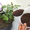 Constantly fertilizing lousy soil isn't a good idea. 3