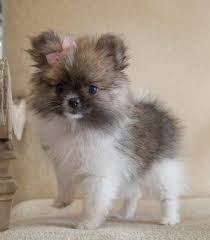 This is how we groomers put those bows you love in your dogs hair. The Daily Puppy Photo Pomeranian Puppy Puppies Pomeranian Dog