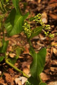 Image result for Cissus integrifolia