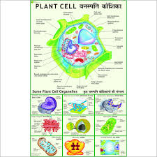 Nucleus plant cell microscope labeled. Plant Cell Under Electron Microscope Dimensions 70 X 100 Centimeter Cm Price 275 Inr Piece Id C1802700