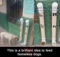 Diy Stray Dog Feeder Homeless Dogs Feed Homeless Cat Feeder Diy
