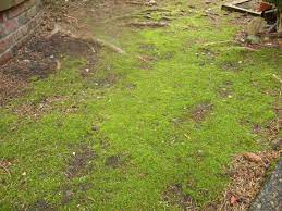 Physically removing moss is done by scarifying, i.e. Top 3 Reasons Moss Grows In A Lawn Turfgator